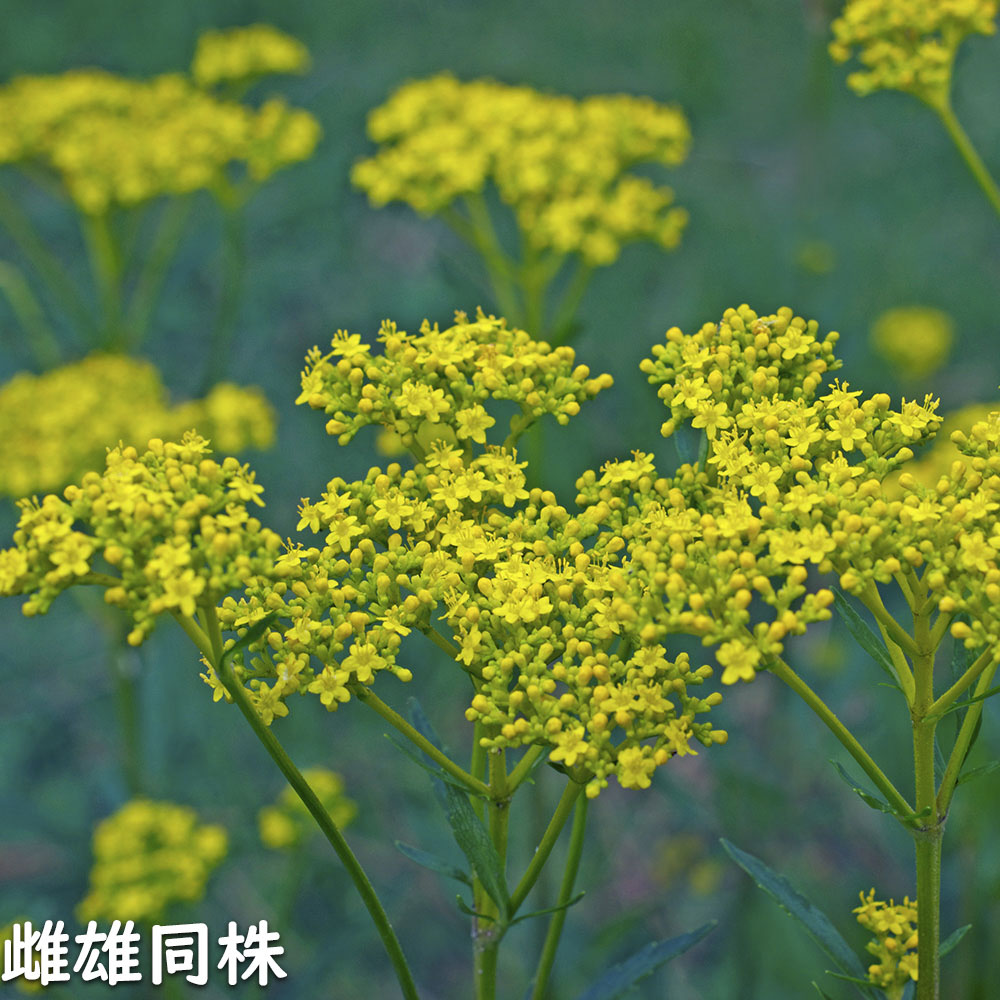 おみなえしページ 960px-Patrinia_scabiosifolia2.jpg