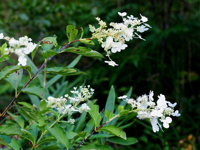ノリウツギ 0.5m 10.5cmポット 10本 苗 ノリウツギ 商品情報