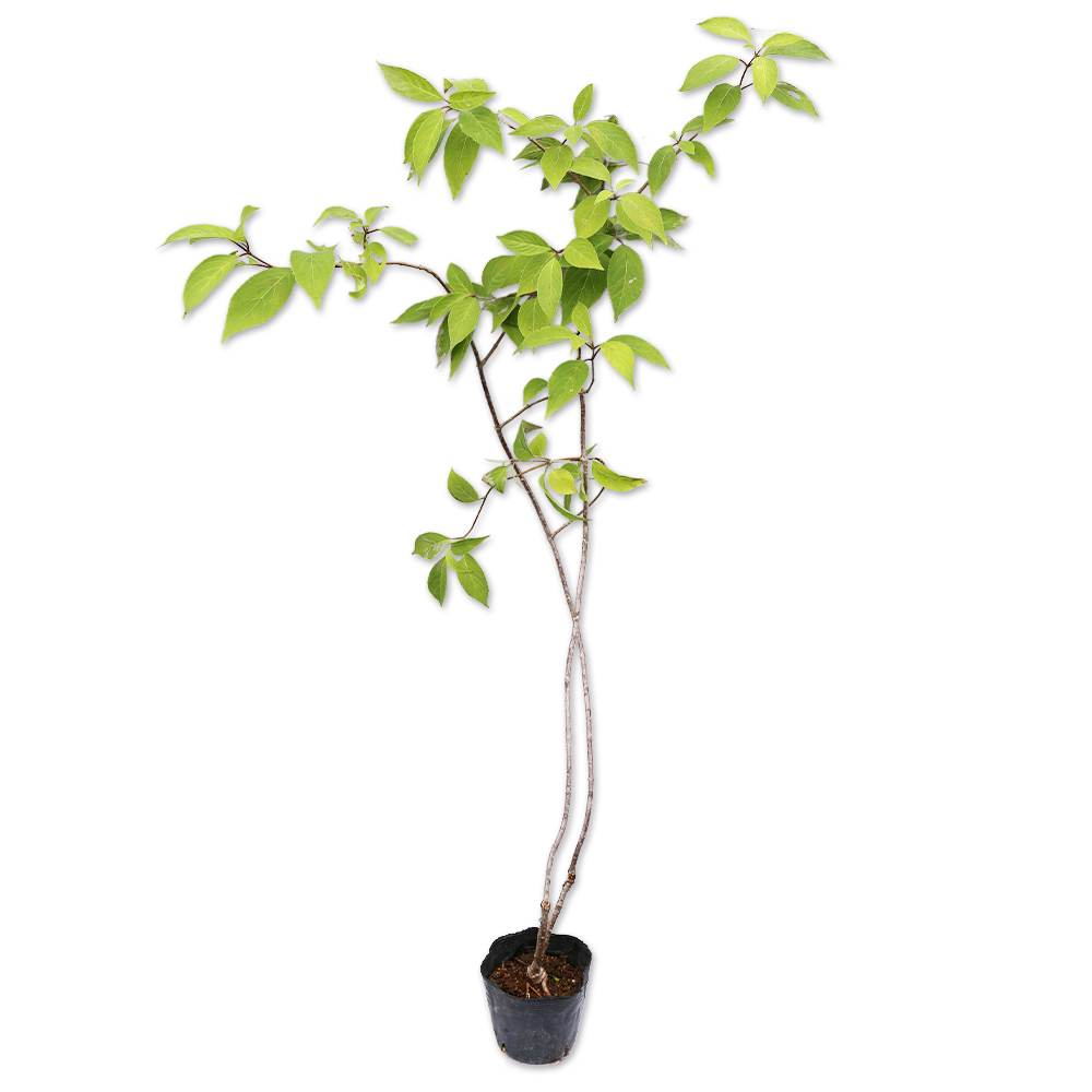 ノリウツギ 0.5m 10.5cmポット 10本 苗(10010円)