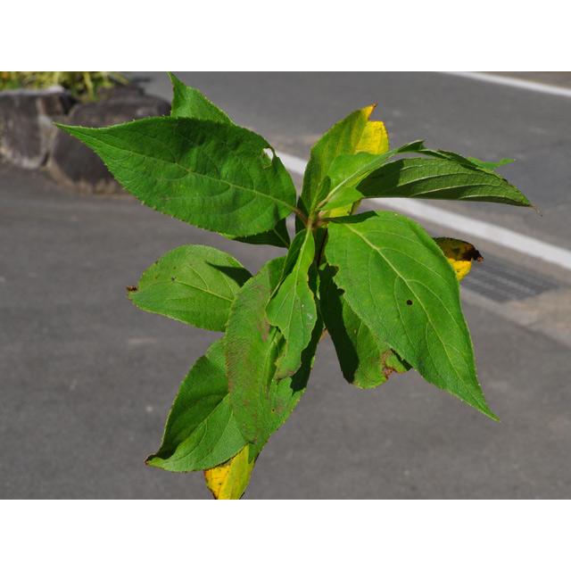 ノリウツギ 0.5m 10.5cmポット 10本 苗 落葉樹 ノリウツギ 0.5m 10.5cmポット 10本 苗 落葉樹