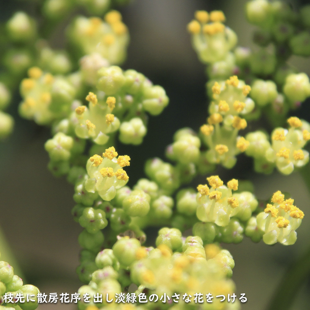 イヌザンショウ 0.3m 10.5cmポット 苗の詳細画像5
