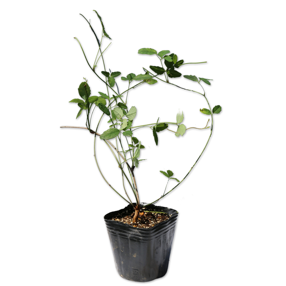 25【新品未使用】 ミツバアケビ 9.0cmポット 30個 苗 【1639040335】(10725円)