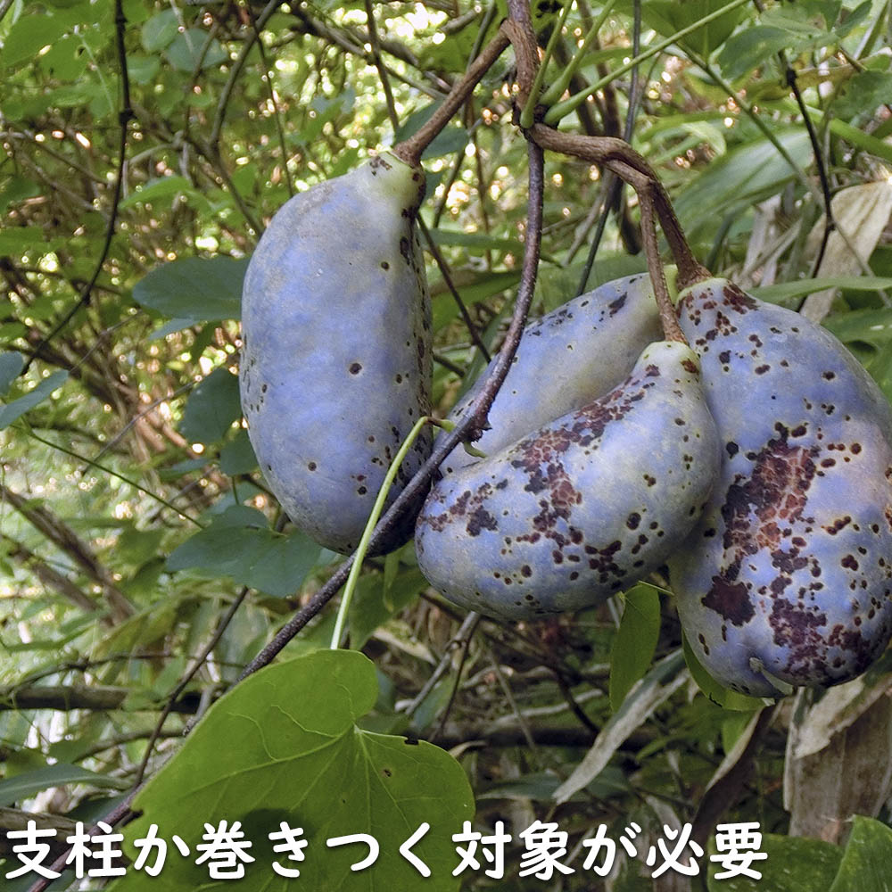 アケビ苗の商品一覧 通販 - Yahoo!ショッピング アケビ苗の商品一覧 通販 - Yahoo!ショッピング