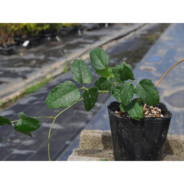 ミツバアケビ 9.0cmポット 30個 苗 ミツバアケビ 商品情報 木通 ミツバアケビ 9.0cmポット 30個 苗 ミツバアケビ 商品情報 木通