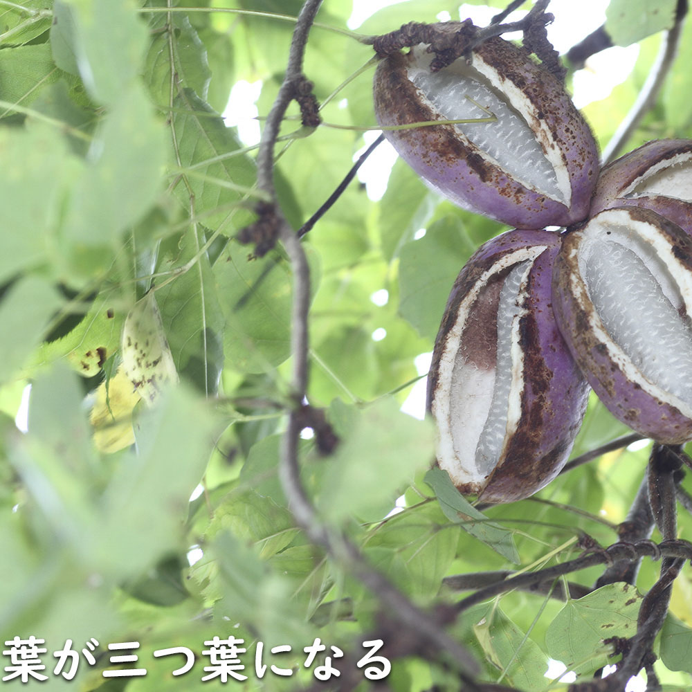 TOBY  8620    （ミツバアケビ） Maison MIHARA YASUHIRO ONLINE STORE（メゾンミハラヤスヒロ