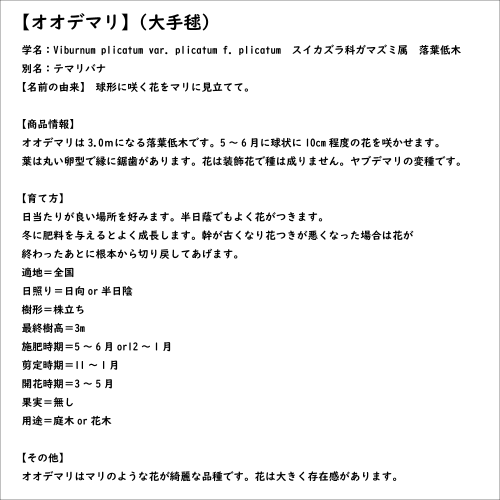 オオデマリ 1.2m 15cmポット 4本 苗｜green-netbox｜08