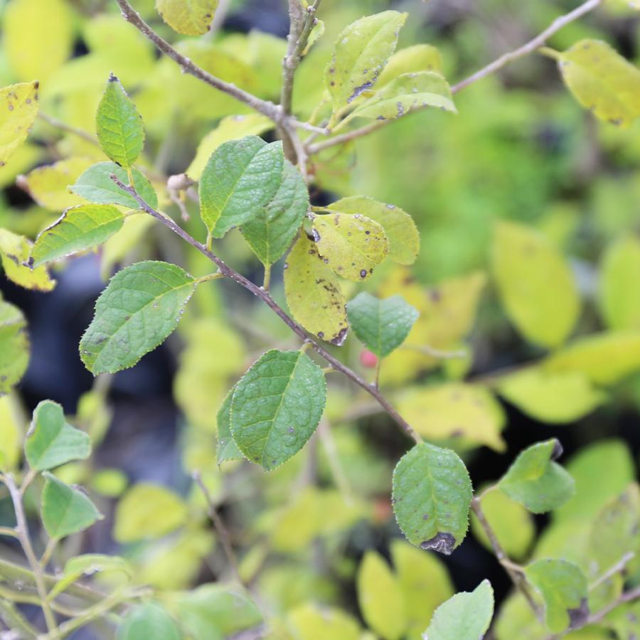 【公式】 ウメモドキ 2.5m 露地 苗木 【M2017279696】 (13200円)