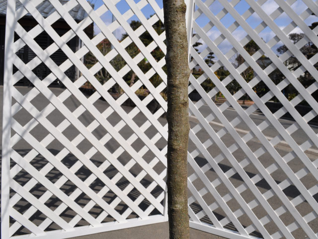 【公式】 ウメモドキ 2.5m 露地 苗木 【M2017279696】 (13200円)