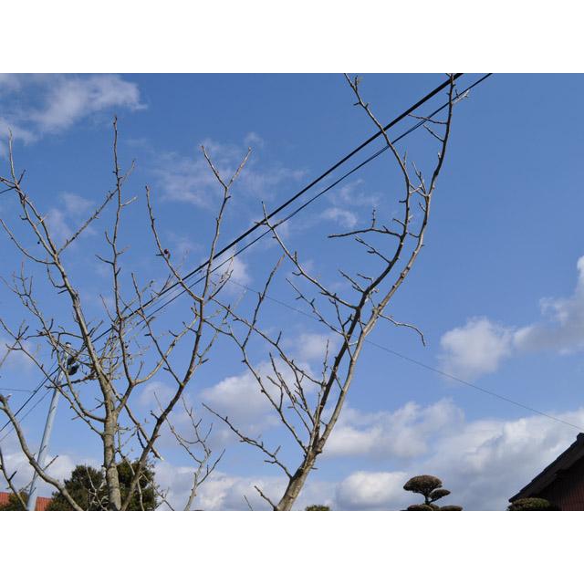 【公式】 ウメモドキ 2.5m 露地 苗木 【M2017279696】 (13200円)