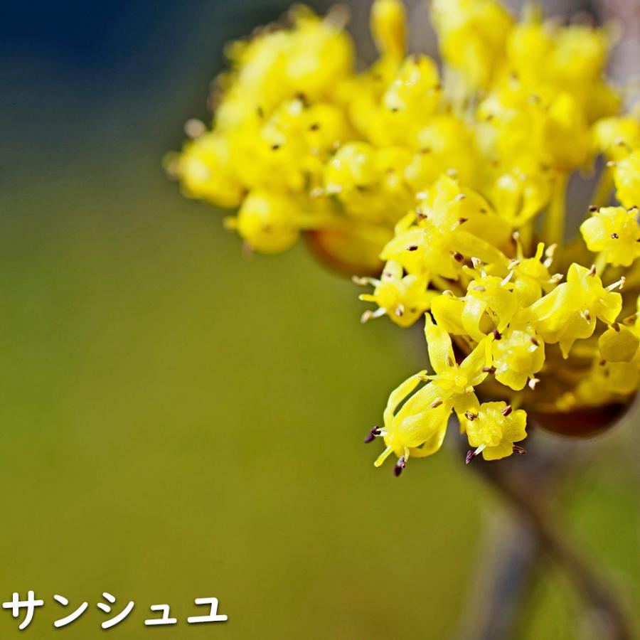 サンシュユ 1.7m 露地 2本 苗木 FKP2784370155