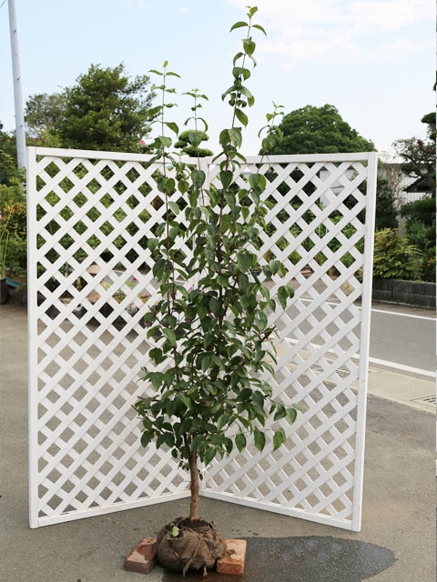 サンシュユ 1.7m 露地 2本 苗木(13728円)