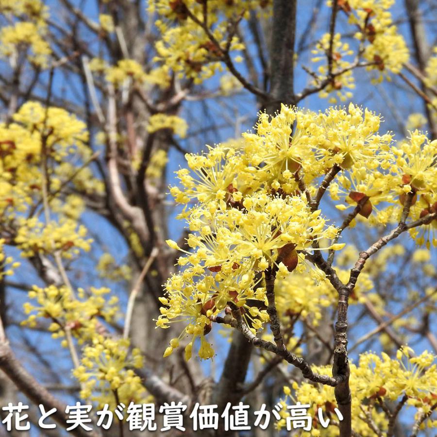 サンシュユ 1.7m 露地 2本 苗木 FKP2784370155