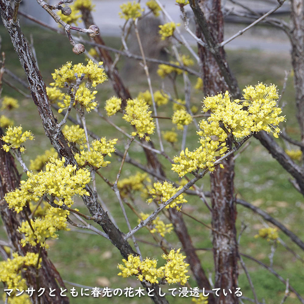 サンシュユ 1.7m 露地 2本 苗木 FKP2784370155