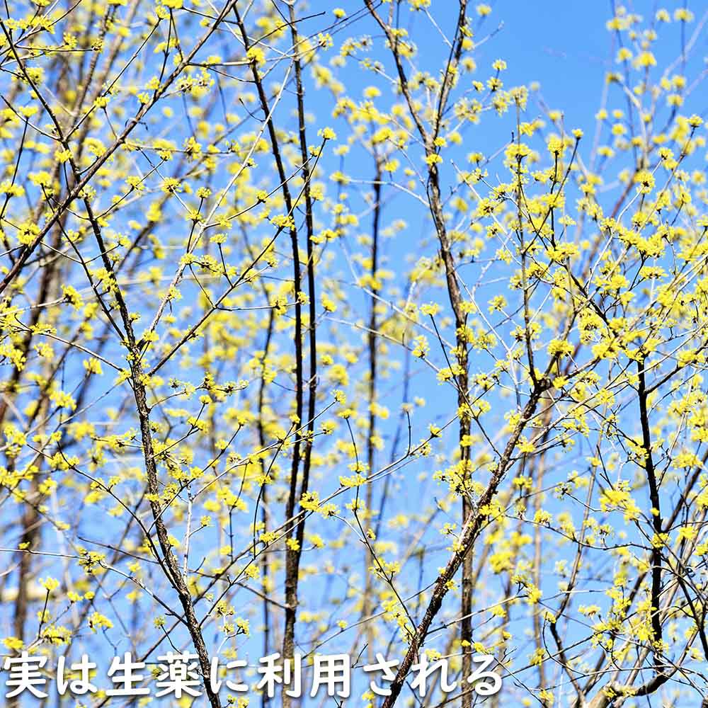 サンシュユ 1.7m 露地 2本 苗木 FKP2784370155