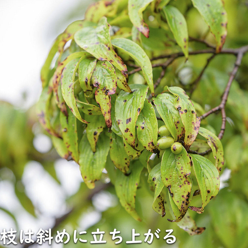 サンシュユ 1.7m 露地 2本 苗木 FKP2784370155