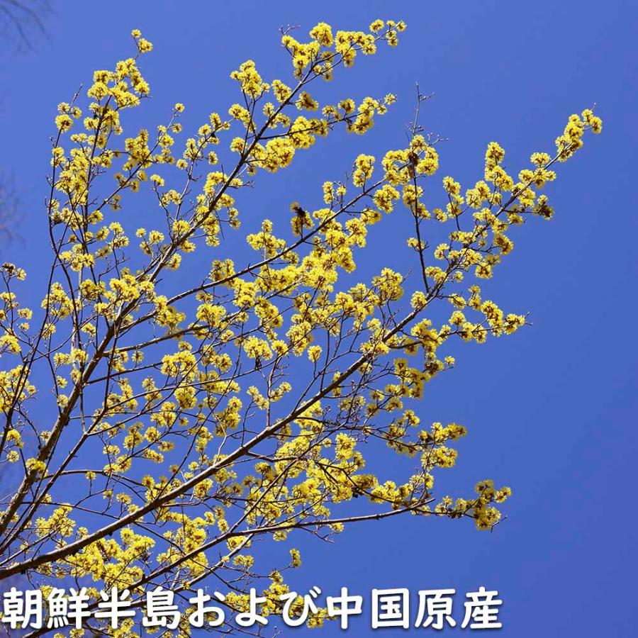 サンシュユ 1.7m 露地 2本 苗木 FKP2784370155