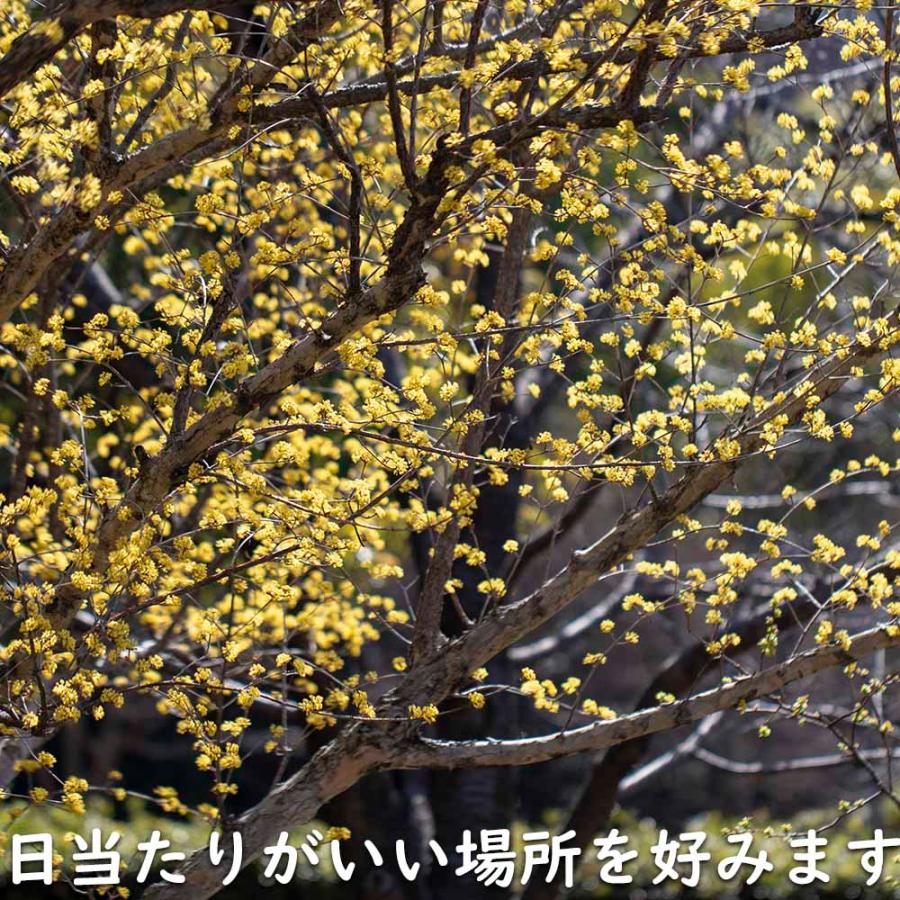 サンシュユ 1.7m 露地 2本 苗木 FKP2784370155