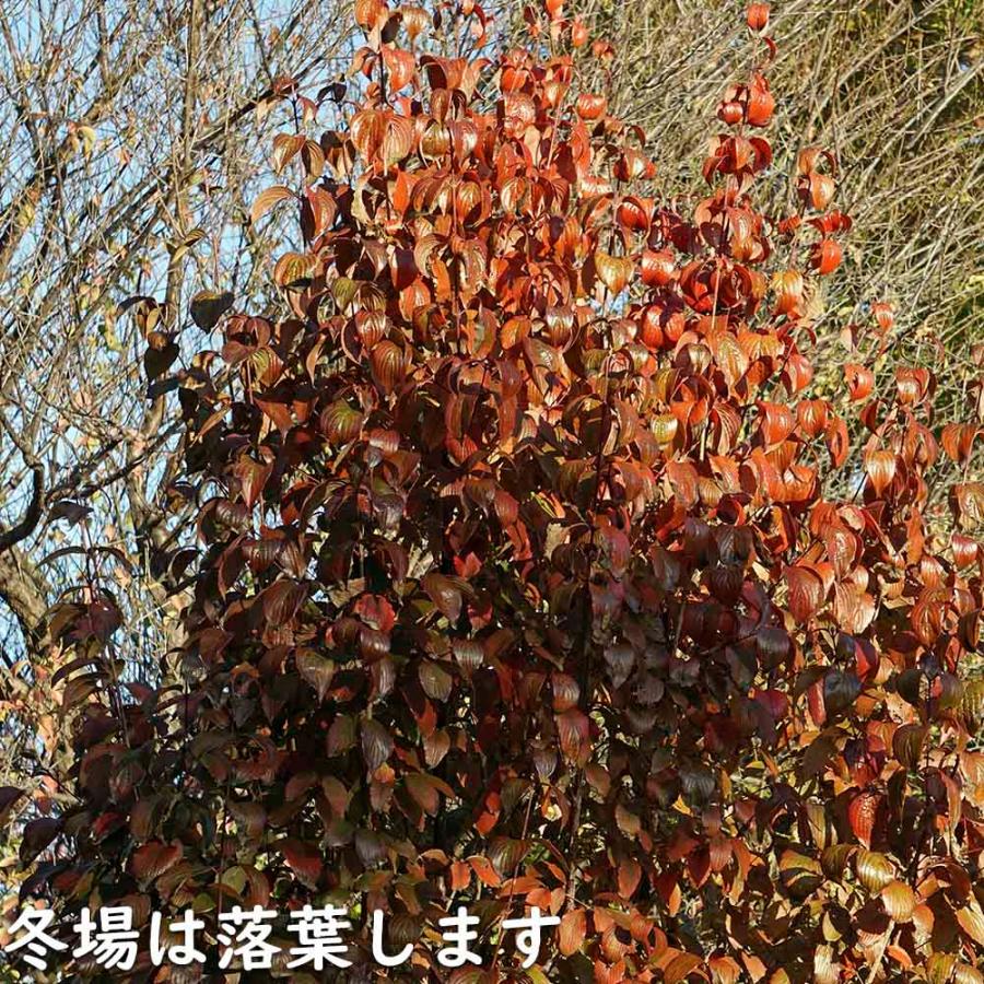 サンシュユ 1.7m 露地 2本 苗木 FKP2784370155