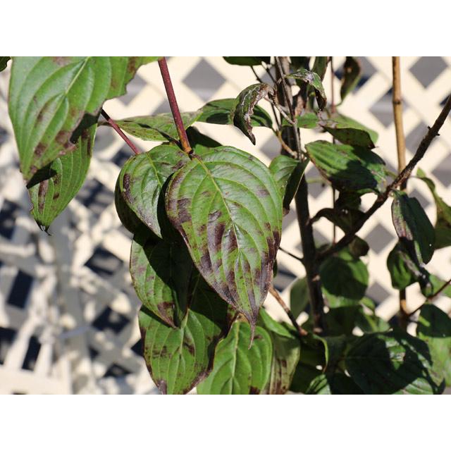 サンシュユ 1.7m 露地 2本 苗木 FKP2784370155