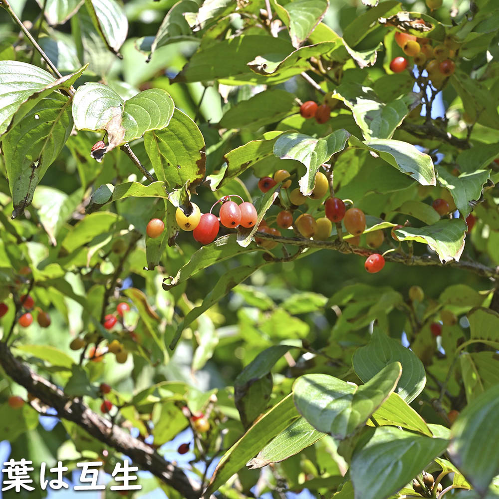 サンシュユ 1.7m 露地 2本 苗木 FKP2784370155