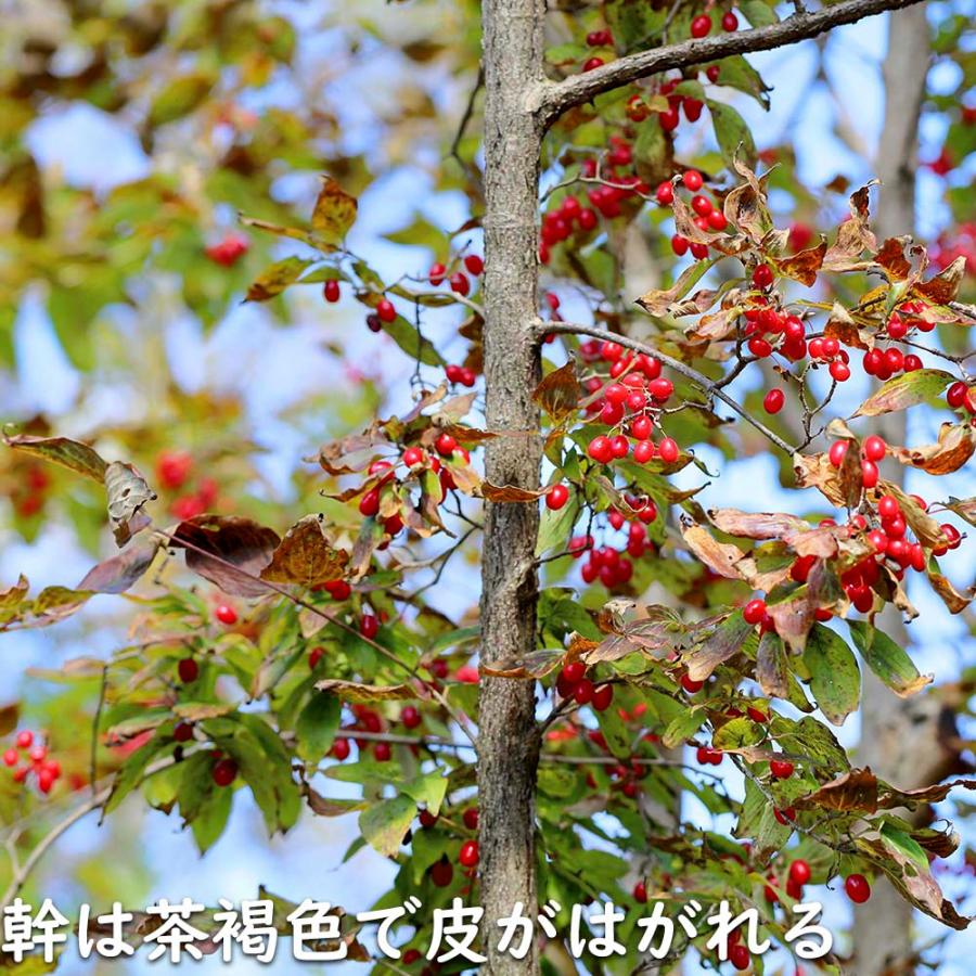 サンシュユ 1.7m 露地 2本 苗木 FKP2784370155