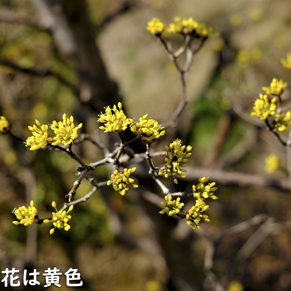 サンシュユ 1.7m 露地 2本 苗木 FKP2784370155