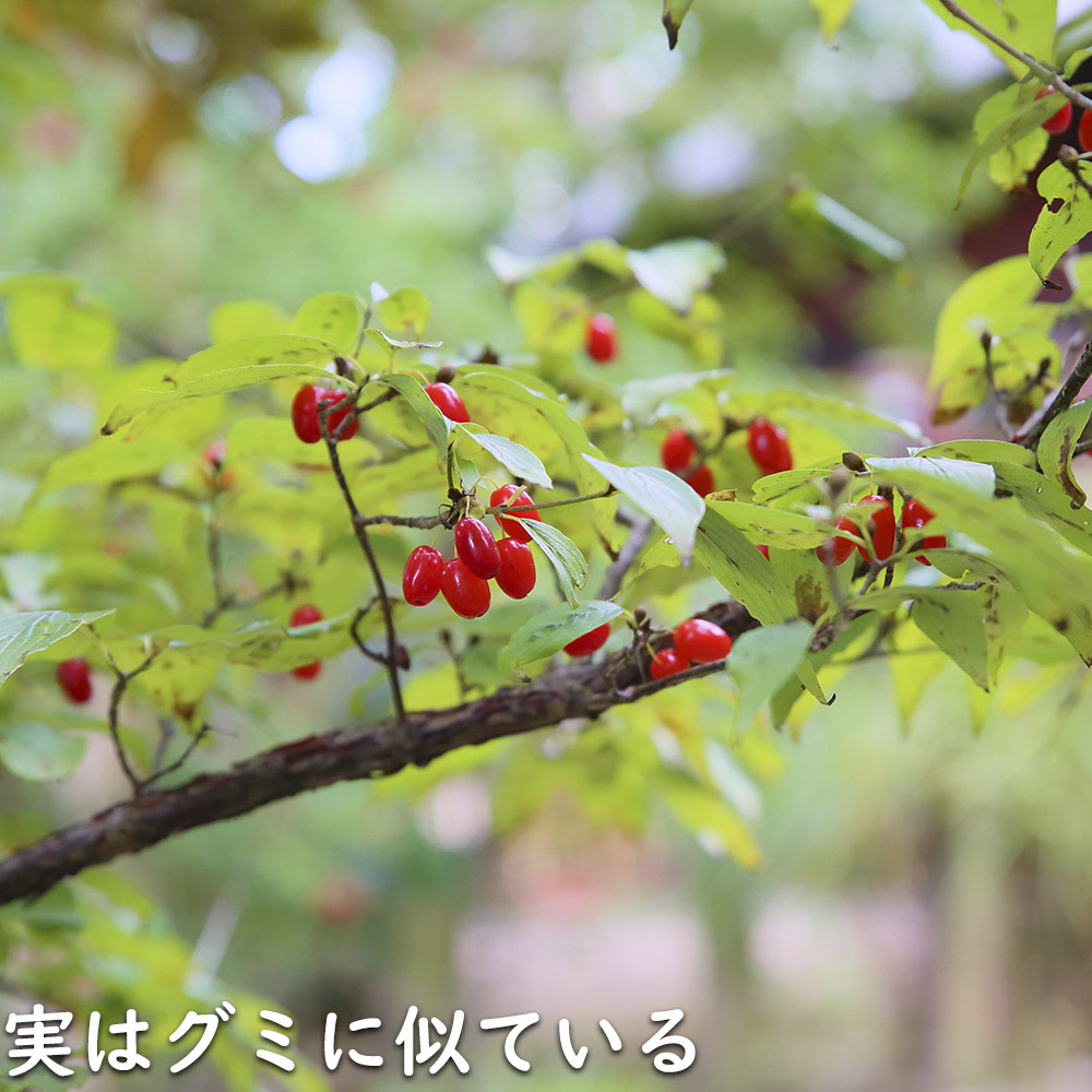 サンシュユ 1.7m 露地 苗木 : 114018 : トオヤマグリーン - 通販