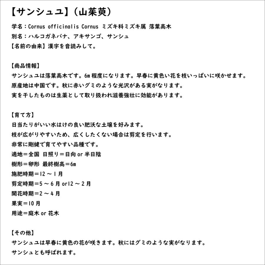 サンシュユ 1.7m 露地 2本 苗木 FKP2784370155