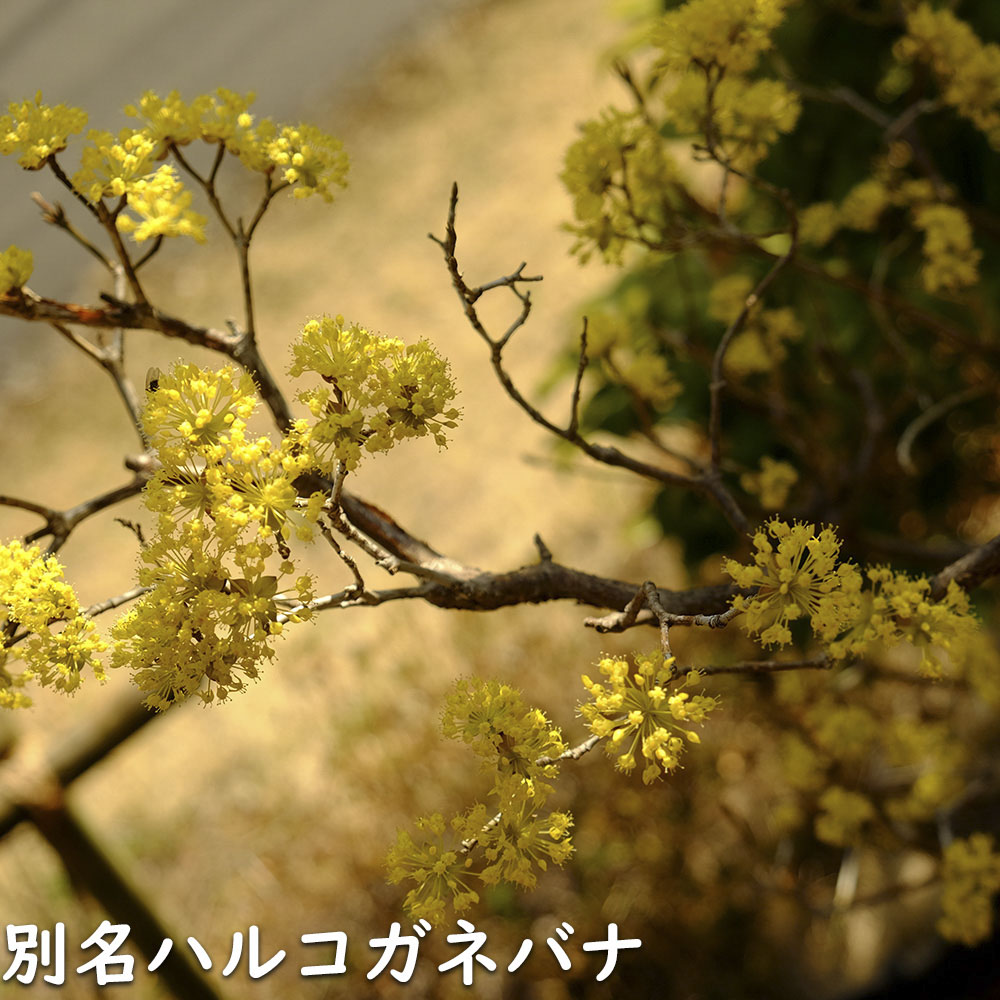 サンシュユ 1.7m 露地 2本 苗木 FKP2784370155