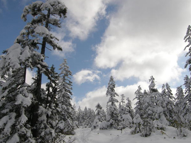 アカエゾマツ 1.2m 露地 2本 苗 アカエゾマツ 商品情報