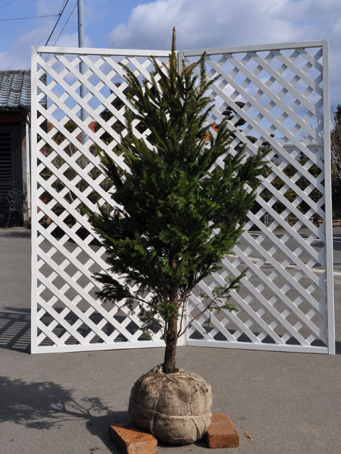 アカエゾマツ 1.2m 露地 2本 苗(16456円)