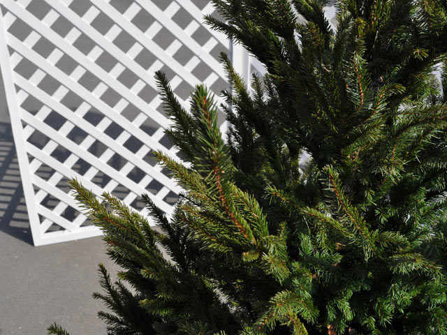 アカエゾマツ 1.2m 露地 2本 苗 アカエゾマツ 商品情報