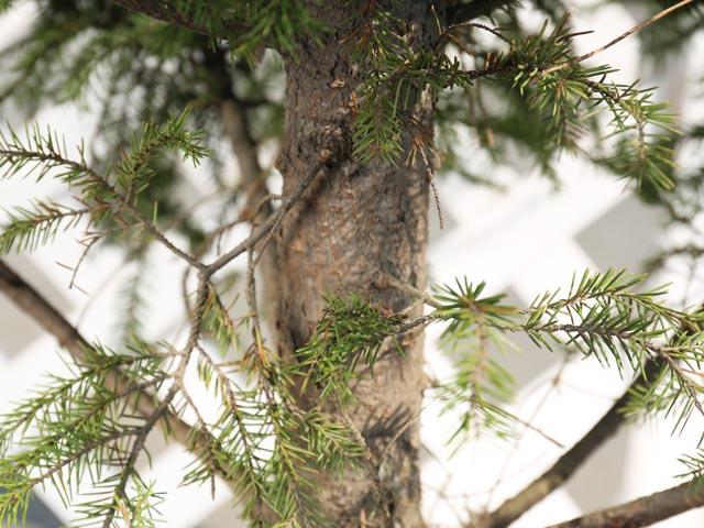 アカエゾマツ 2m 露地 苗木 : 114120 : トオヤマグリーン - 通販 - Yahoo!ショッピング