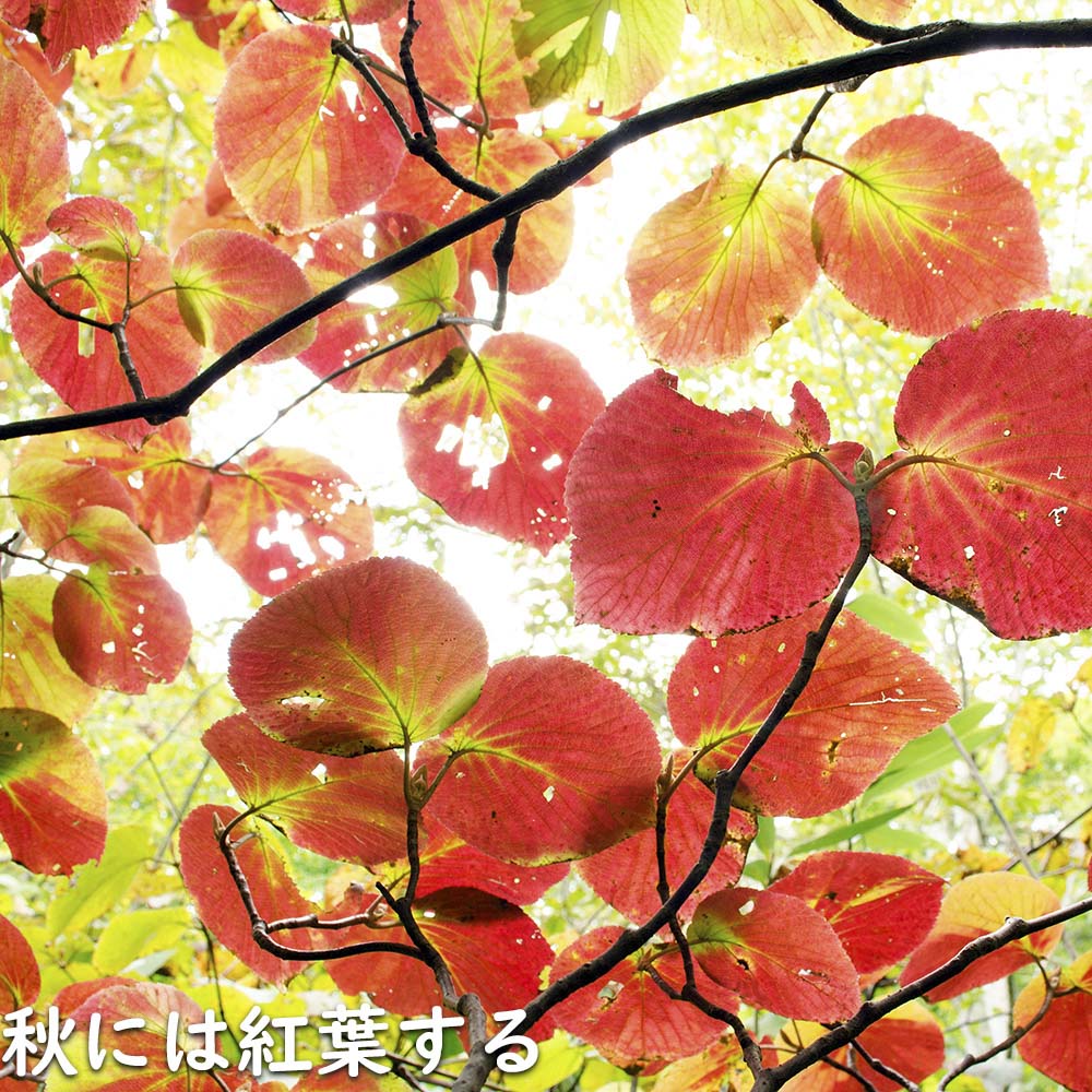 オオカメノキ 0.4m 10.5cmポット 5本 苗の画像