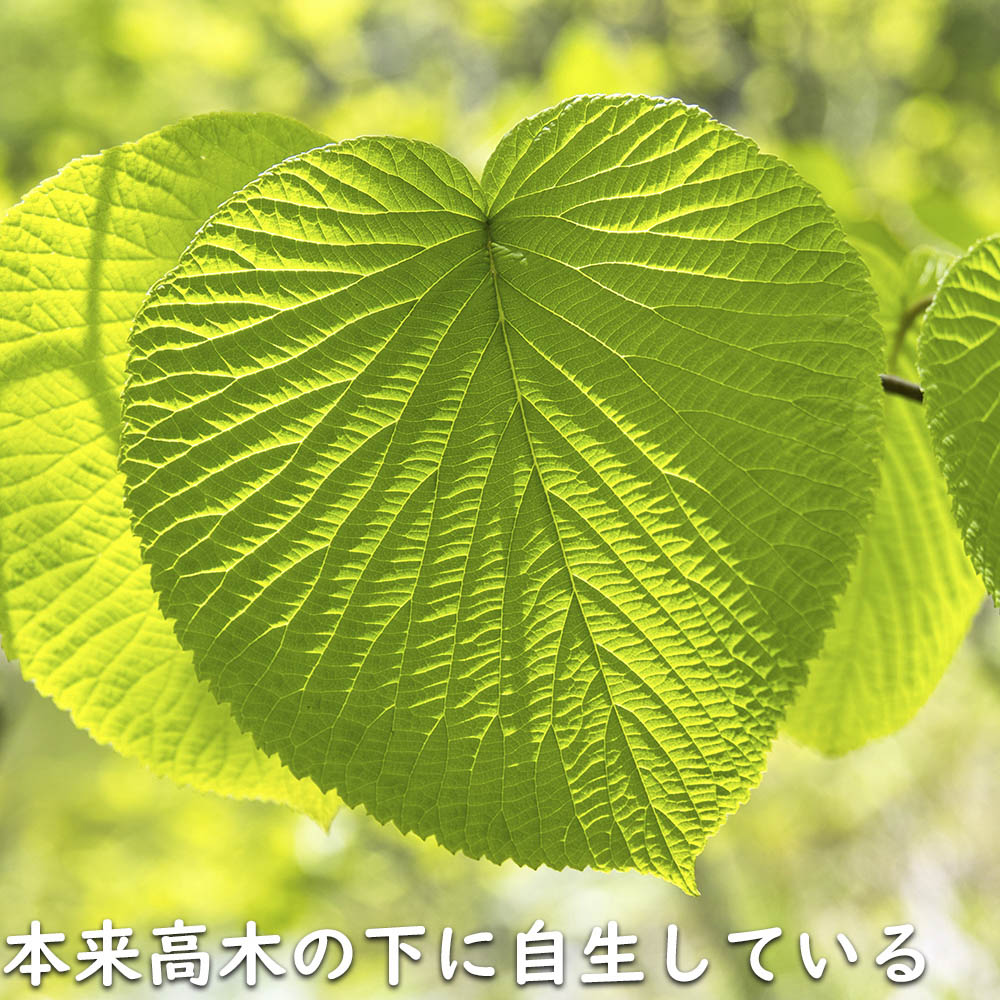 オオカメノキ 0.4m 10.5cmポット 5本 苗の画像