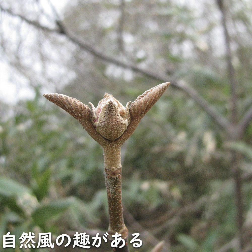 オオカメノキ 2m 露地 苗木 : 116120 : トオヤマグリーン - 通販