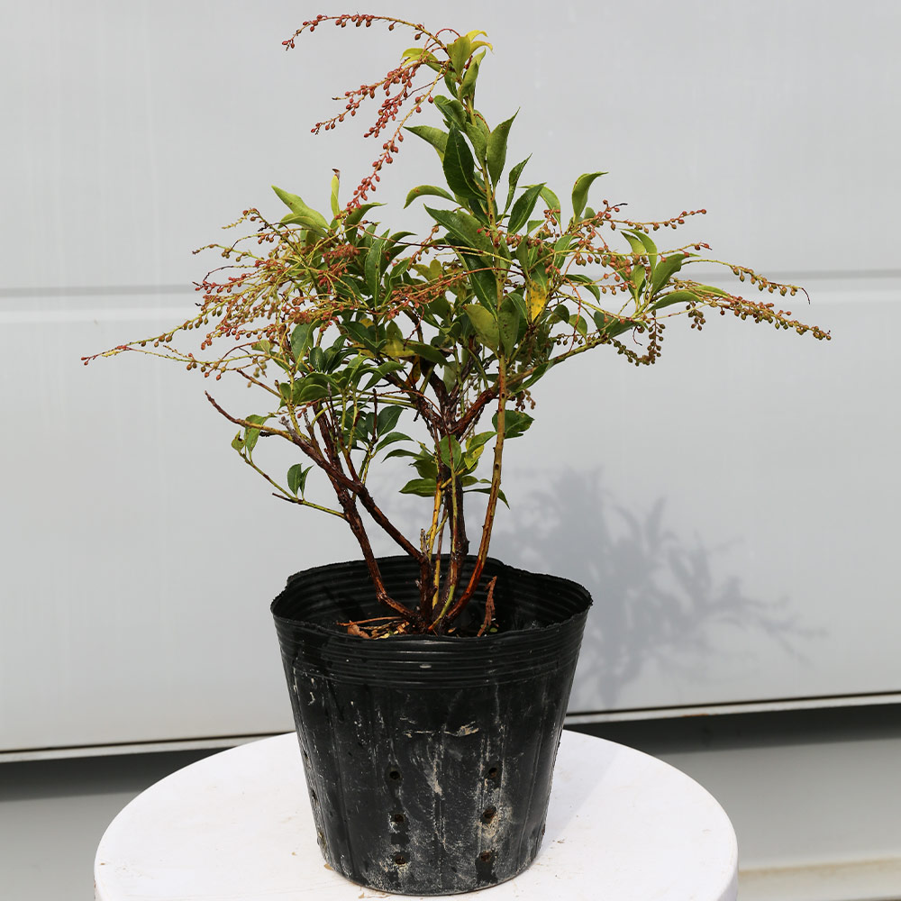 アセビ（苗木、植木） | 花、ガーデニング のおすすめ人気商品一覧