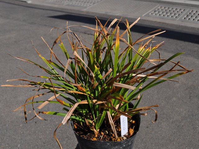 イガグリスゲ 〜cmポット 5個 苗 イガグリスゲ 商品情報