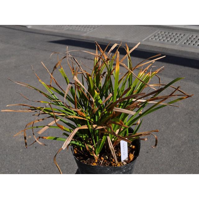 イガグリスゲ 〜cmポット 5個 苗 DGJ2320305025
