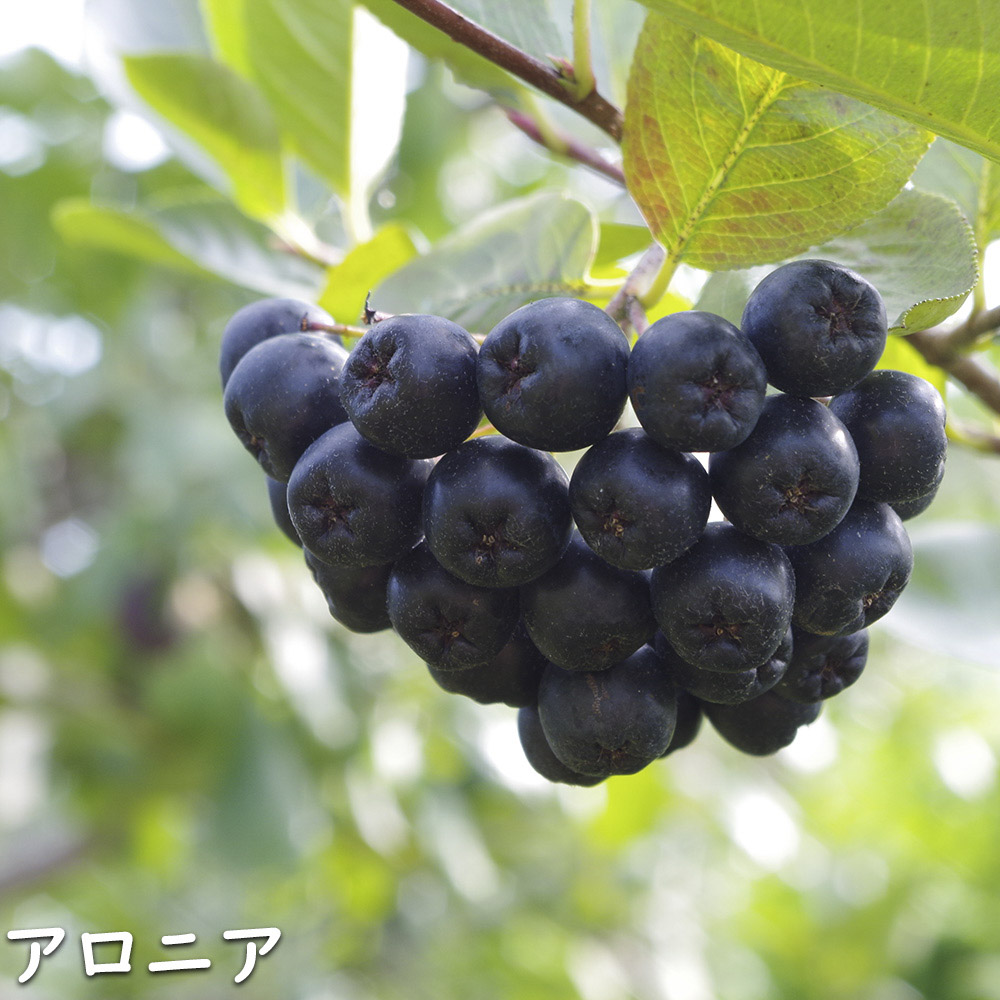 アロニア 0.8m 露地 2個 苗 花、ガーデニング グランドカバー、下草 アロニア 0.8m 露地 2個 苗 花、ガーデニング グランドカバー、下草