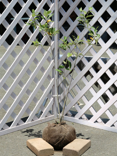 アロニア 0.8m 露地 2個 苗(14168円)