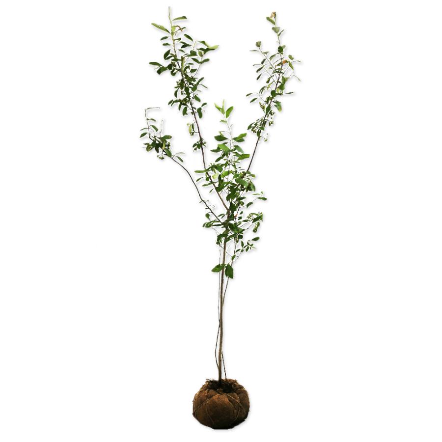 アロニア 1.5m 露地 苗木