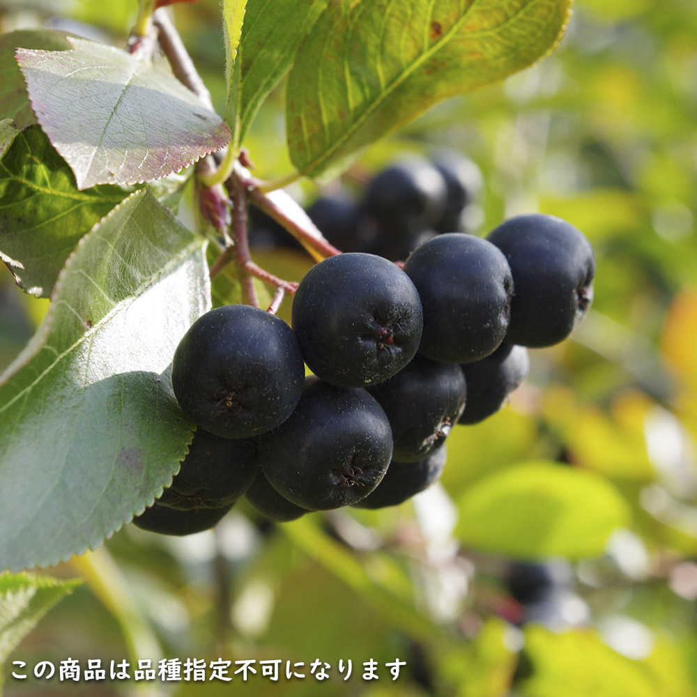 アロニア 0.8m 露地 2個 苗 花、ガーデニング グランドカバー、下草 アロニア 0.8m 露地 2個 苗 花、ガーデニング グランドカバー、下草