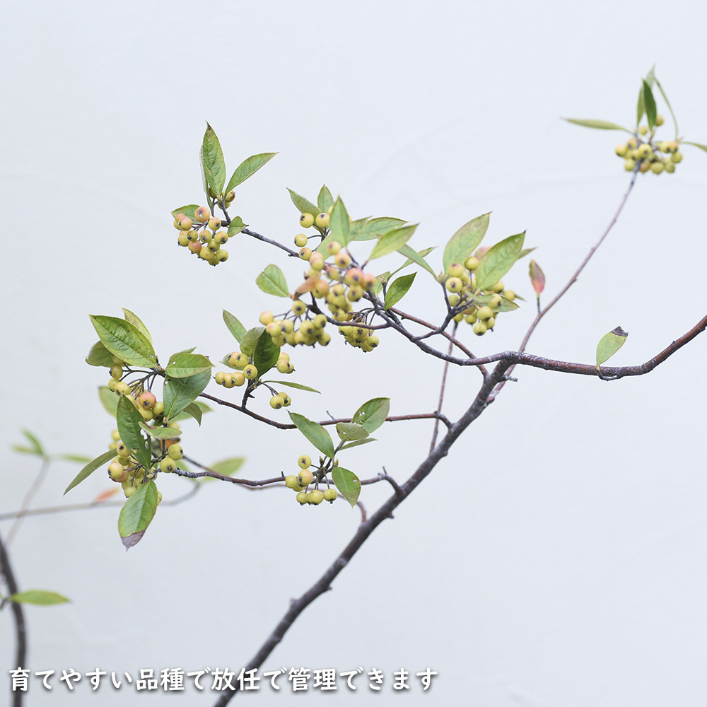 アロニア 0.8m 露地 2個 苗 花、ガーデニング グランドカバー、下草 アロニア 0.8m 露地 2個 苗 花、ガーデニング グランドカバー、下草