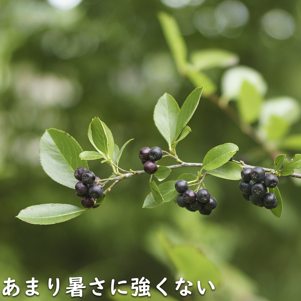 アロニア 0.8m 露地 2個 苗 花、ガーデニング グランドカバー、下草 アロニア 0.8m 露地 2個 苗 花、ガーデニング グランドカバー、下草