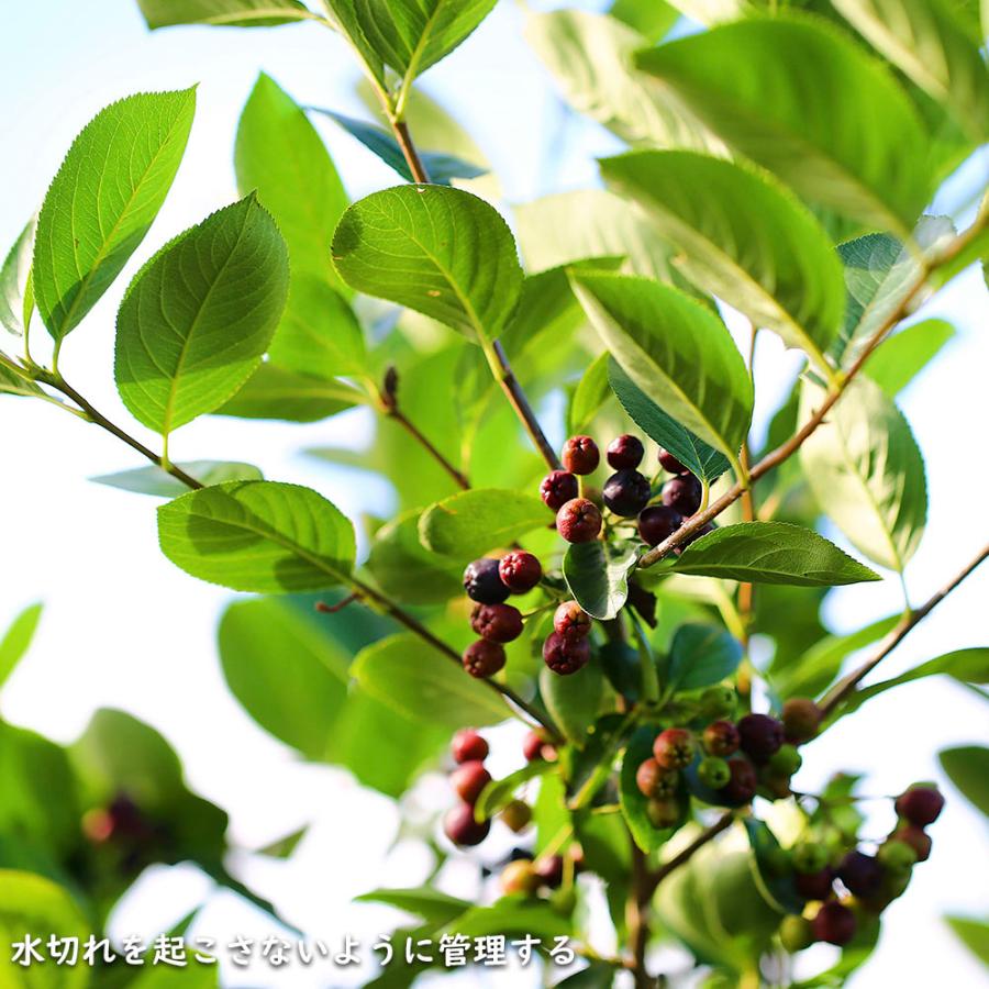 アロニア 0.8m 露地 2個 苗 花、ガーデニング グランドカバー、下草 アロニア 0.8m 露地 2個 苗 花、ガーデニング グランドカバー、下草