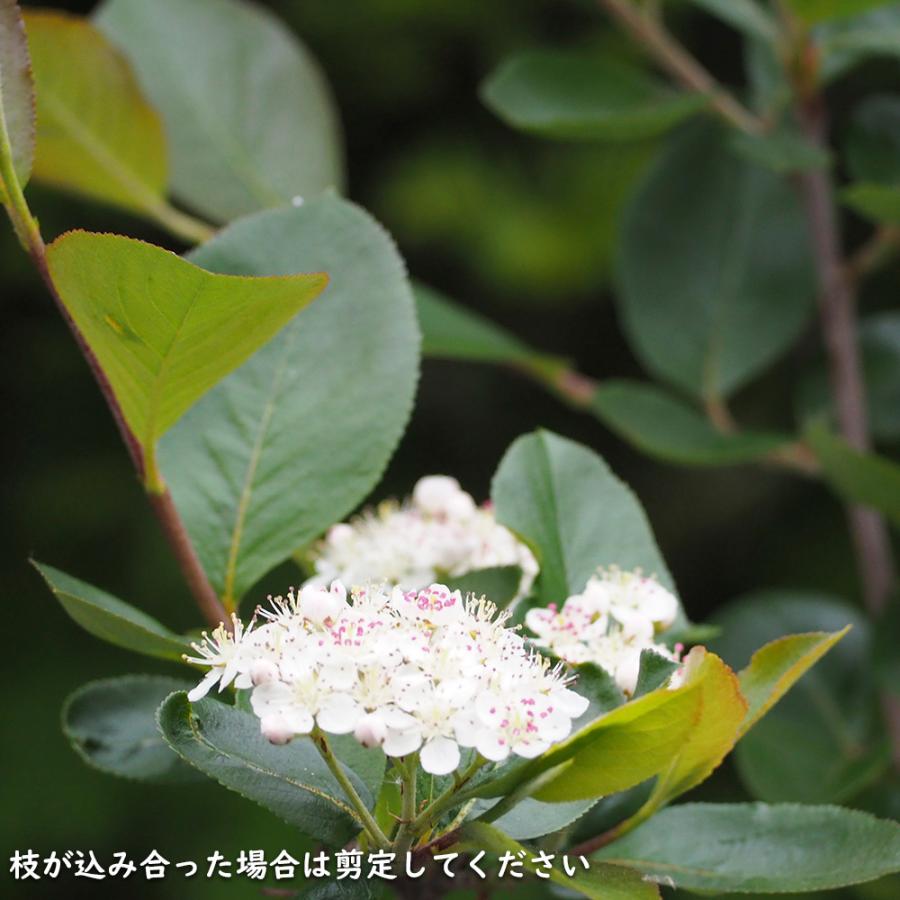 アロニア 0.8m 露地 2個 苗 花、ガーデニング グランドカバー、下草 アロニア 0.8m 露地 2個 苗 花、ガーデニング グランドカバー、下草