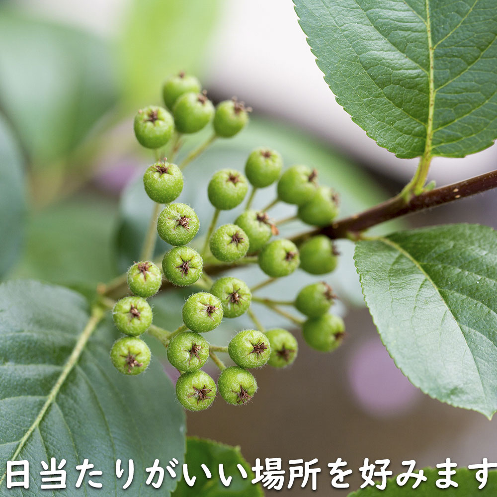 アロニア 0.8m 露地 2個 苗 花、ガーデニング グランドカバー、下草 アロニア 0.8m 露地 2個 苗 花、ガーデニング グランドカバー、下草