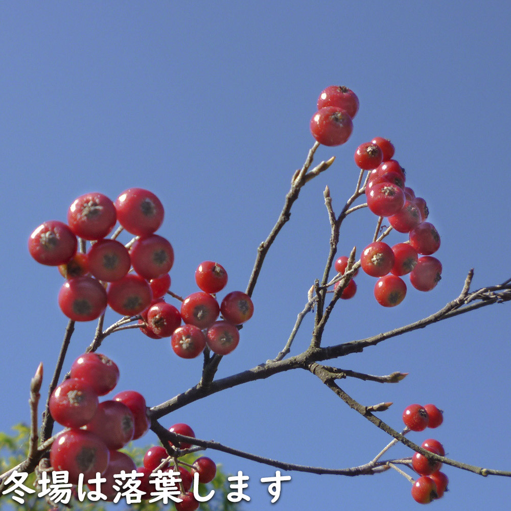 アロニア 0.8m 露地 2個 苗 花、ガーデニング グランドカバー、下草 アロニア 0.8m 露地 2個 苗 花、ガーデニング グランドカバー、下草