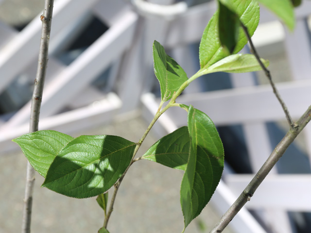 アロニア 0.8m 露地 2個 苗 花、ガーデニング グランドカバー、下草 アロニア 0.8m 露地 2個 苗 花、ガーデニング グランドカバー、下草